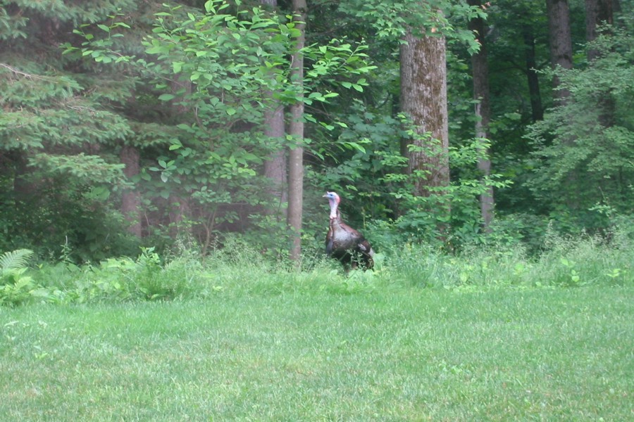 ../image/turkey at john and kathi's 7.jpg